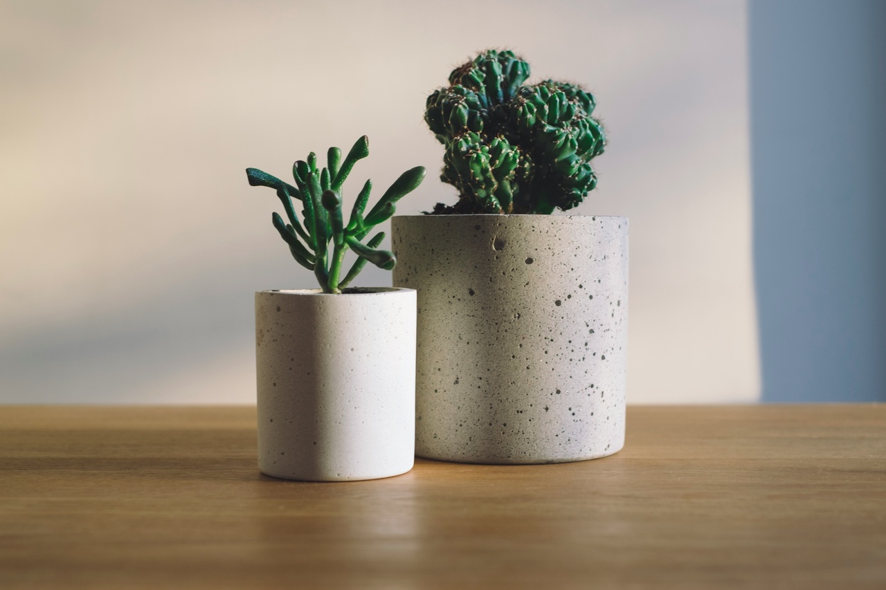鉢植えの観葉植物