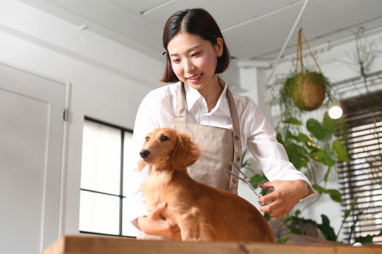 犬のトリミングをする女性
