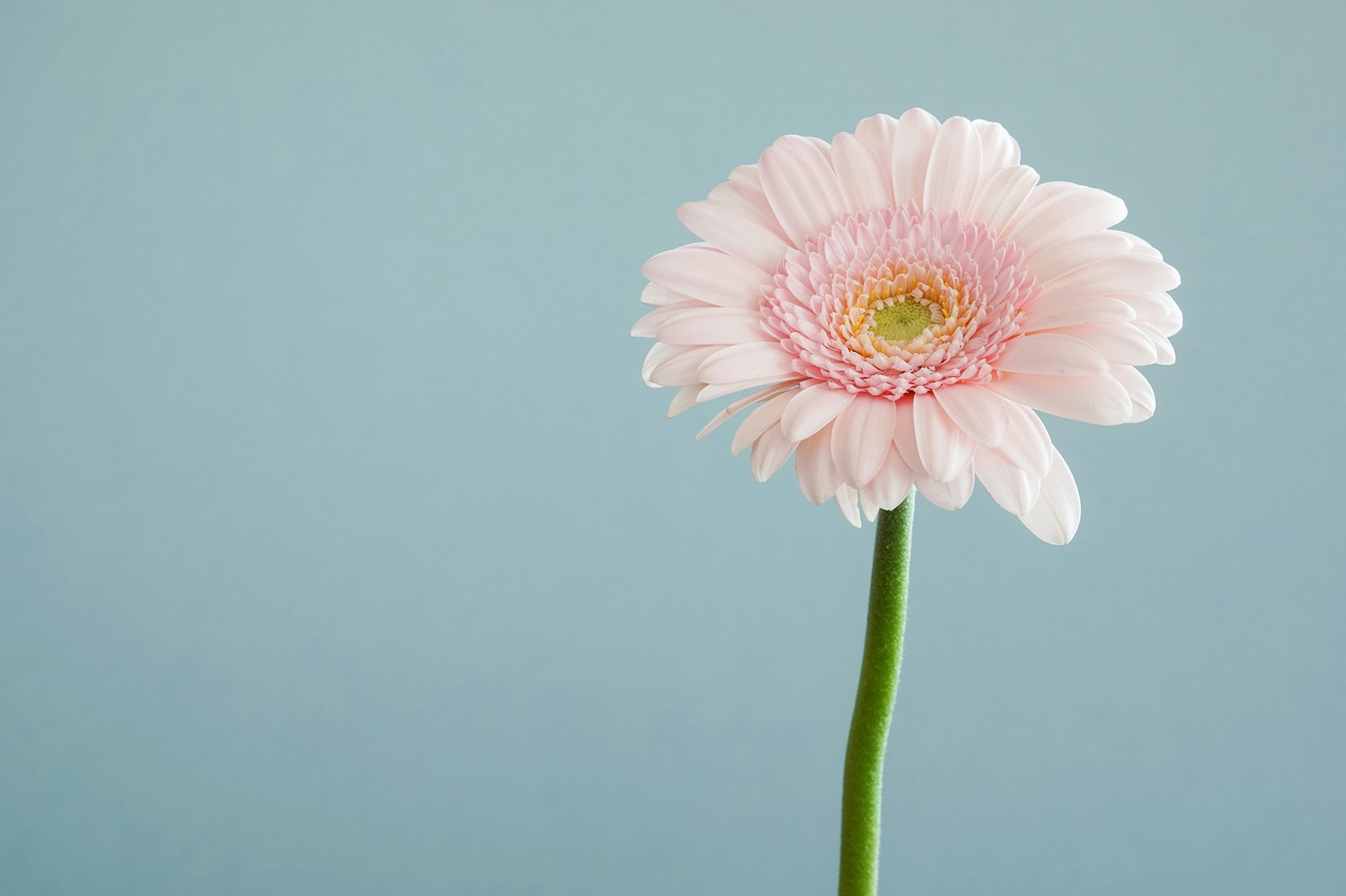 水色の背景に一輪の花