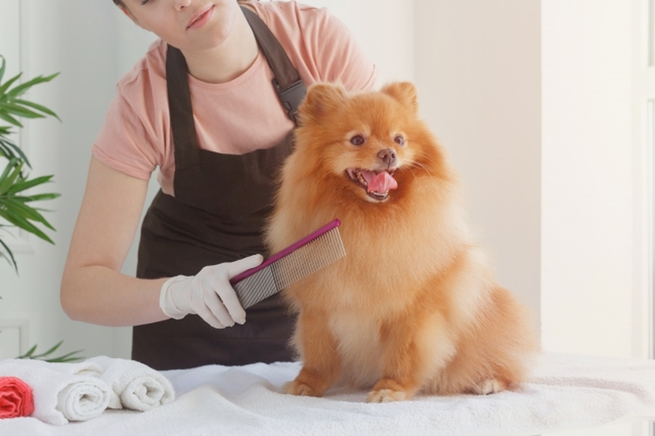 茶色い毛の犬をブラッシングする女性