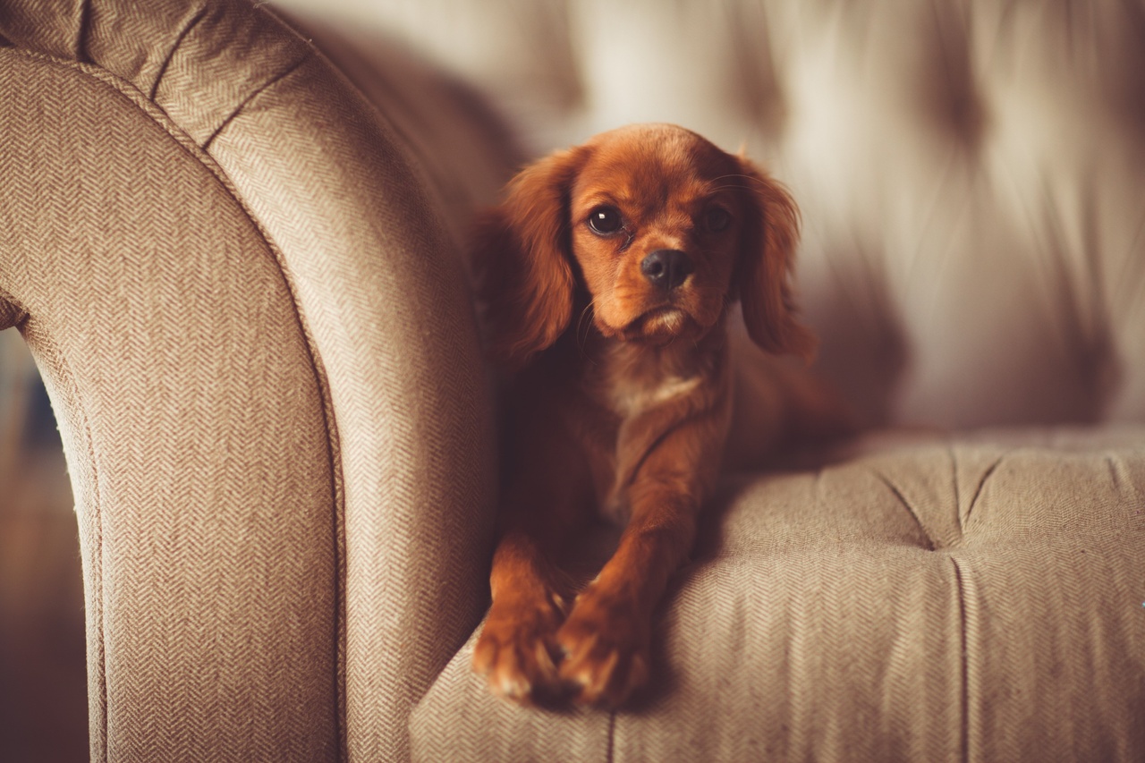ソファに横たわる茶色い毛の犬