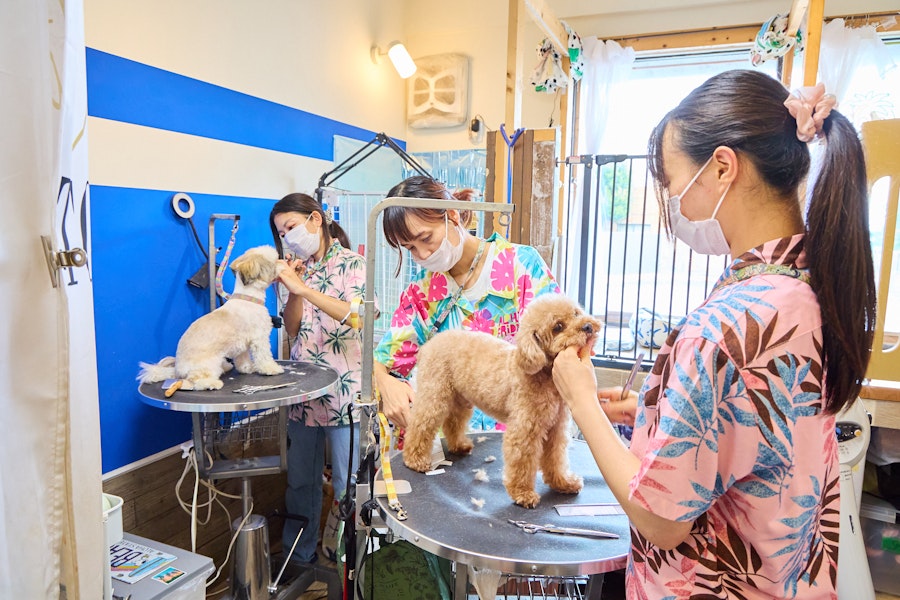アロハドッグ湘南のトリミング風景