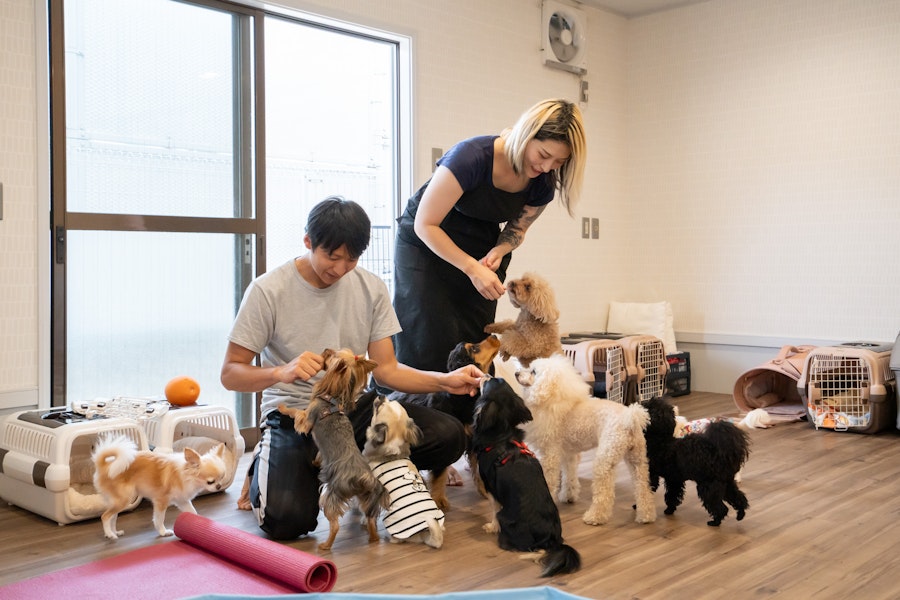 AUN for DOGSの犬の幼稚園・保育園