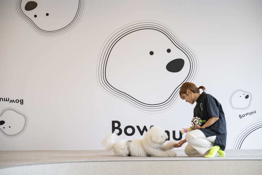 Bowmuの犬の幼稚園