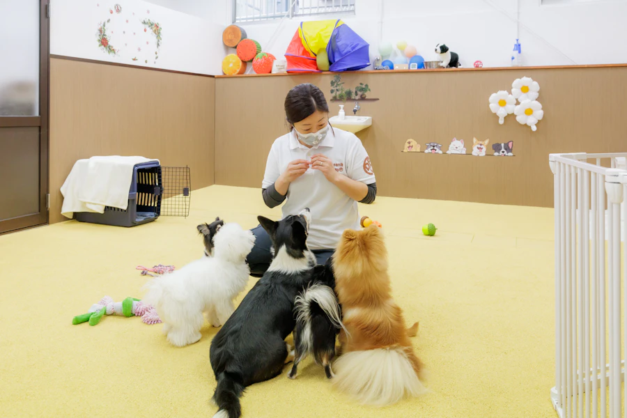 Dog Research Companyの犬の幼稚園