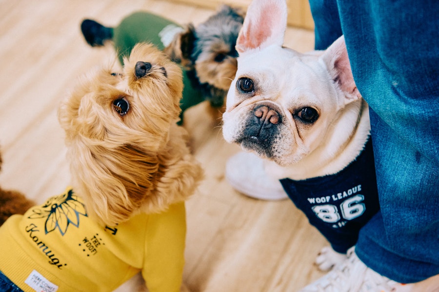 犬の保育園 HOT に通うお犬さま