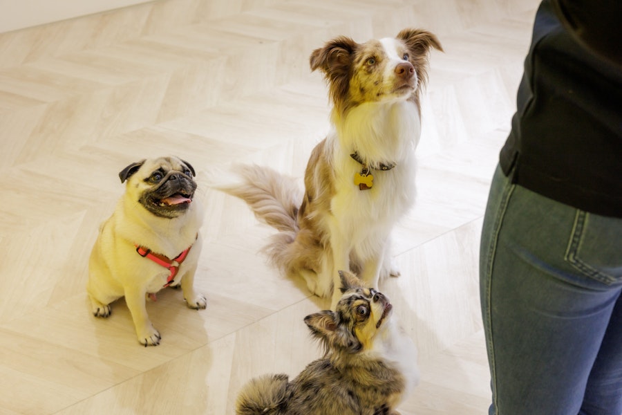 LEMON HEART 様に通うお犬さま達