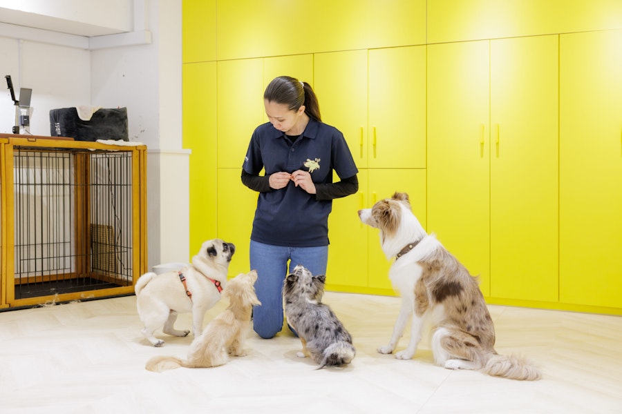 LEMON HEART 様の犬の保育園の様子