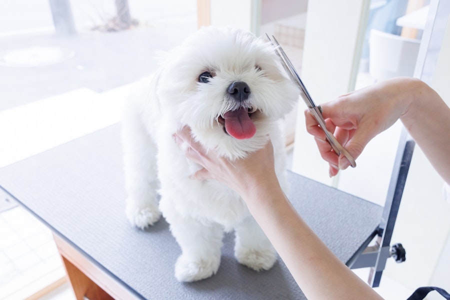 SKIPPYのトリミング風景