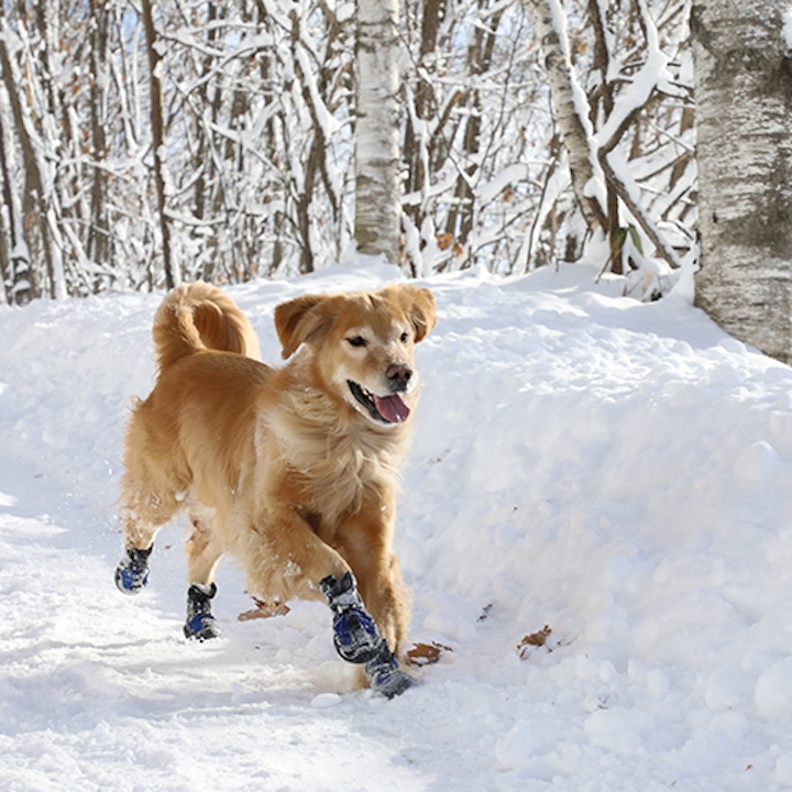 ShowMushersを履く犬