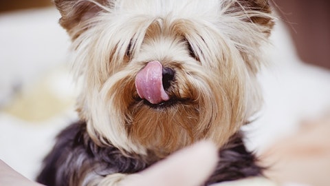 オシャレにキメよう!ヨークシャーテリアのカットスタイル6つのアイキャッチ画像