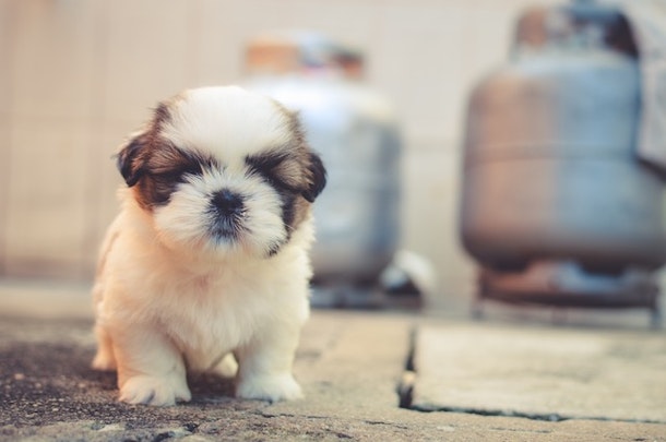 犬を飼う前に確認しておきたい５つのことのアイキャッチ画像