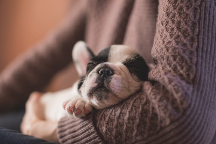 パートナー選びから必要な手続きまで！犬を飼う前に知っておくべきことまとめ - CHERIEE あにまるマガジン