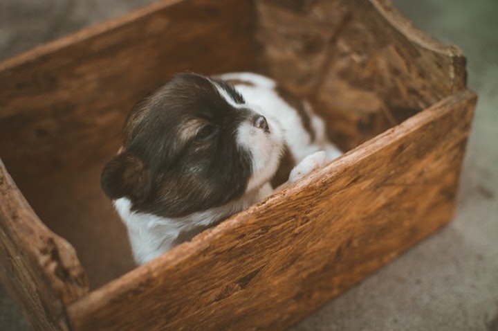 飼いやすい犬