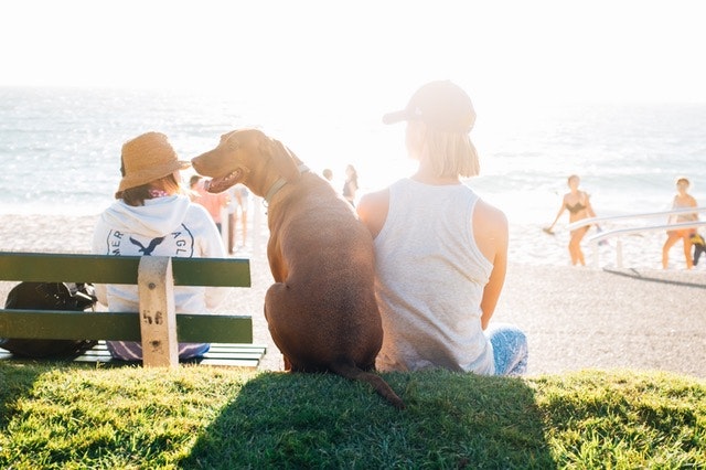 海岸に座る犬と女の子