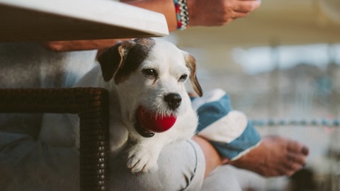 犬・猫が食べると危険なもの5選!最低限知っておくべき食材とはのアイキャッチ画像