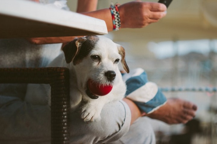 最低限知っておくべき、危険な食べ物リスト【犬猫版】 - CHERIEE あにまるマガジン