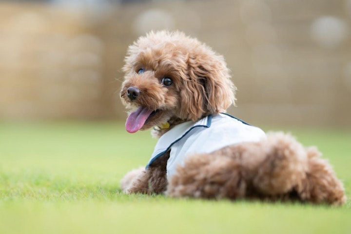 スポーツ,ドッグラン,フリスビー,犬種,競技会