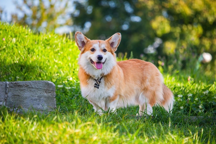 スポーツ,ドッグラン,フリスビー,犬種,競技会