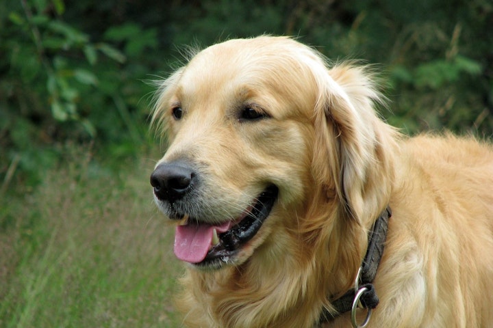 スポーツ,ドッグラン,フリスビー,犬種,競技会