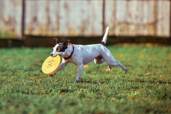 一緒にフリスビーがしたい！スポーツを一緒に楽しめる犬5選 - CHERIEE あにまるマガジン