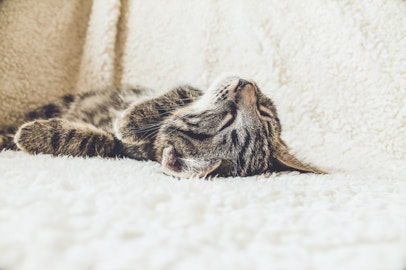 自分に合う猫を飼いたい！保護猫カフェという選択をしてみませんか？のアイキャッチ画像