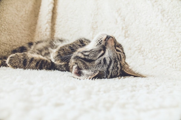 自分に合う猫を飼いたい！保護猫カフェという選択をしてみませんか？のアイキャッチ画像