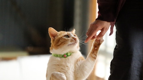 猫に首輪が必要か判断しよう!注意するコトと知られざる危険って?のアイキャッチ画像
