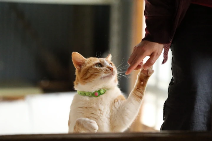 猫に首輪が必要か判断しよう！注意するコトと知られざる危険って？ - CHERIEE あにまるマガジン