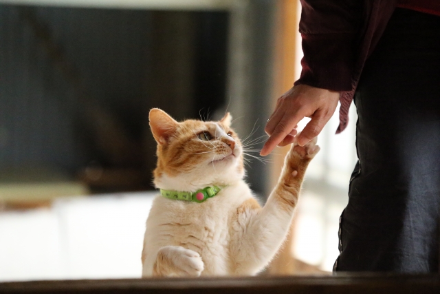 猫に首輪 危険 ストア