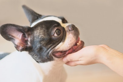 どこでも喜ぶわけじゃない！犬の撫でられて嬉しい７箇所・嫌な４箇所のアイキャッチ画像