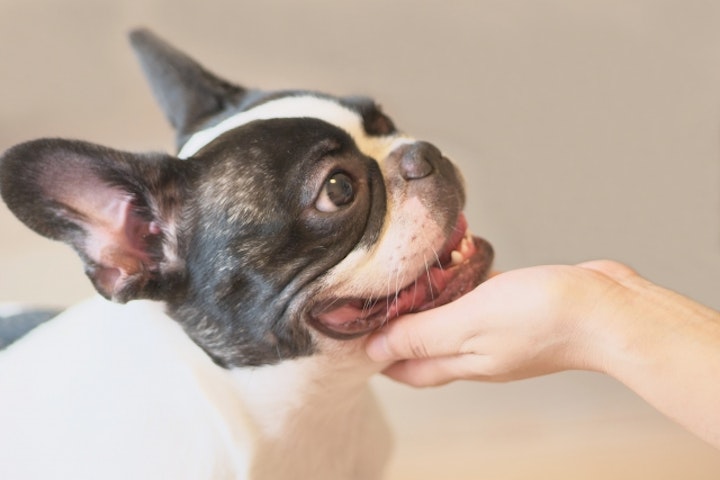 どこでも喜ぶわけじゃない！犬の撫でられて嬉しい７箇所・嫌な４箇所 - CHERIEE あにまるマガジン