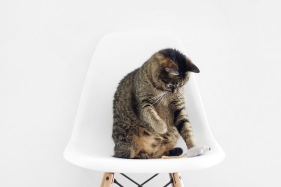 椅子に座る猫