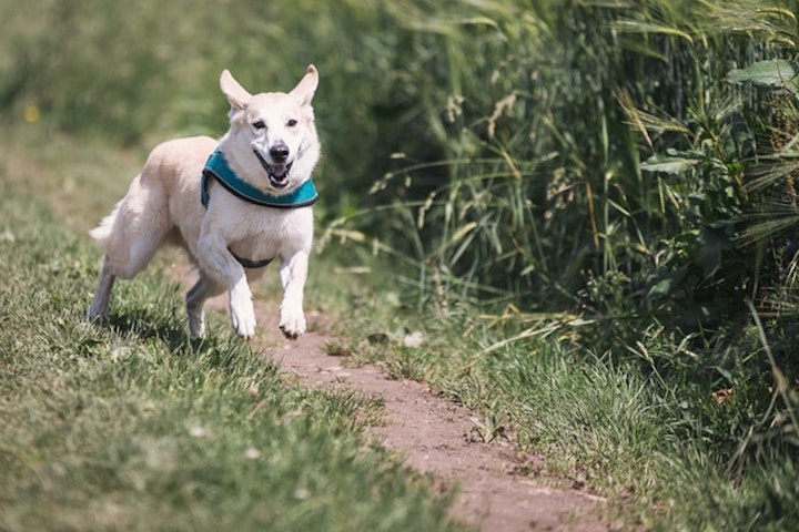 しつけ,性格,牧畜犬,犬,犬種,狩猟犬