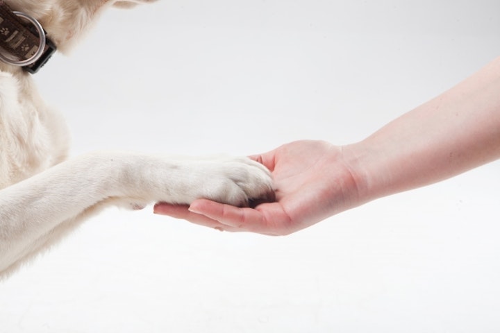 お手をする犬