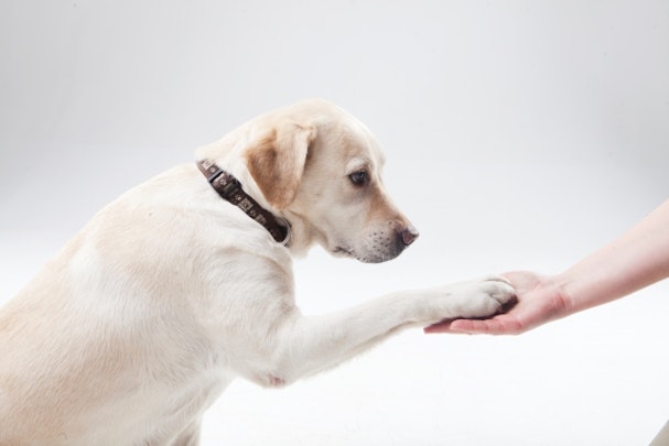 【室内犬】お散歩後の愛犬「足を綺麗にする方法」って？のアイキャッチ画像