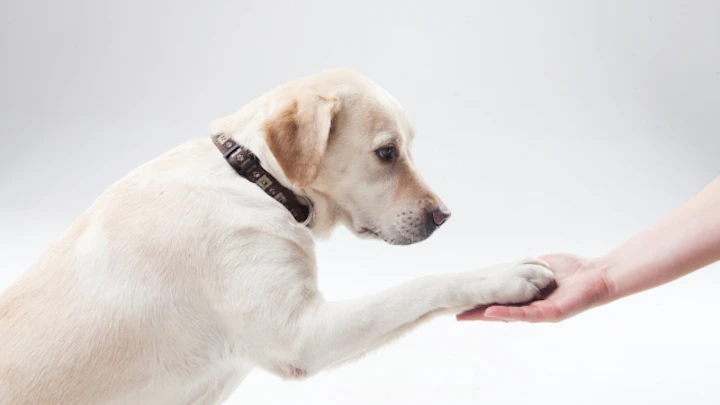 お散歩後の愛犬の足はどうしてる?おすすめの拭き方・乾かし方のアイキャッチ画像