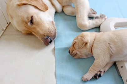 自分の育てた犬が立派に活動…犬を飼う１つの選択肢「パピーウォーカー」のアイキャッチ画像