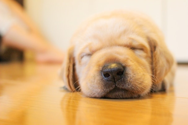 盲導犬を支える6つのボランティアとは?さまざまな支援の形を紹介のアイキャッチ画像