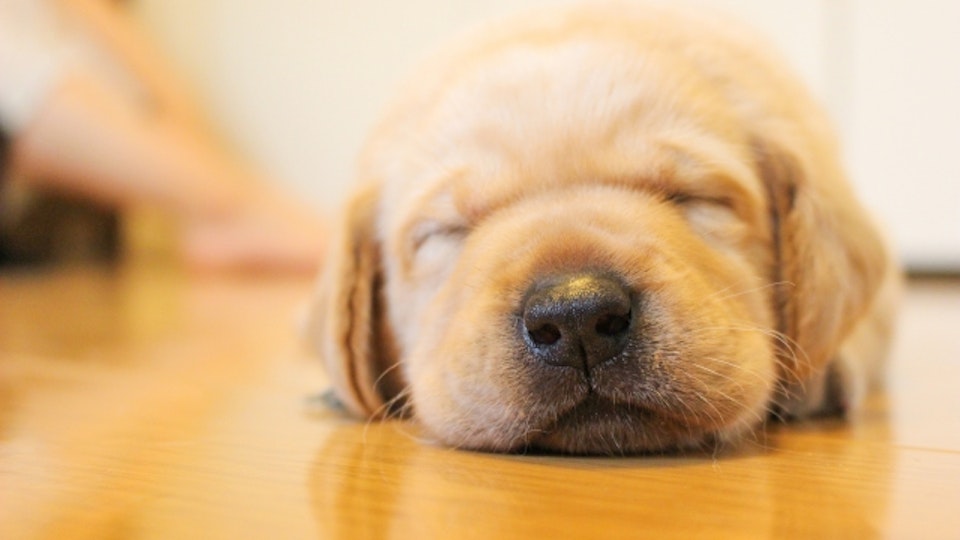 犬にまつわるボランティア7つ【盲導犬編】