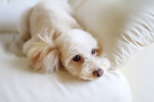 トイプードル,プードル,犬種,飼いやすい犬