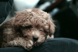 トイプードル,プードル,犬種,飼いやすい犬