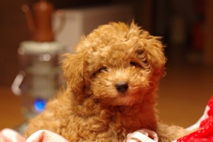 トイプードル,プードル,犬種,飼いやすい犬