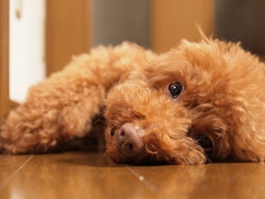 トイプードル,プードル,犬種,飼いやすい犬