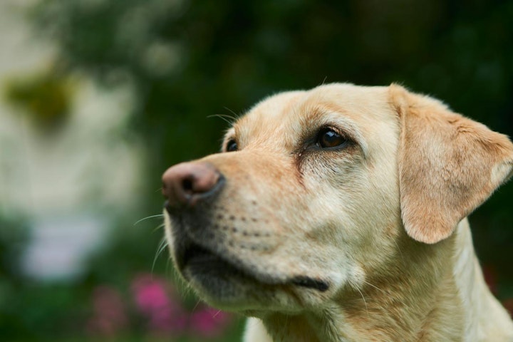 パピーウォーカー,ボランティア,引退犬,盲導犬