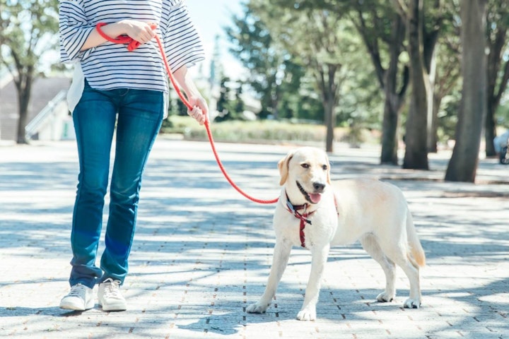 パピーウォーカー,ボランティア,引退犬,盲導犬