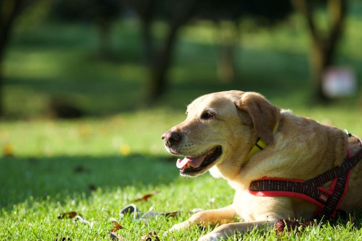 パピーウォーカー,ボランティア,引退犬,盲導犬