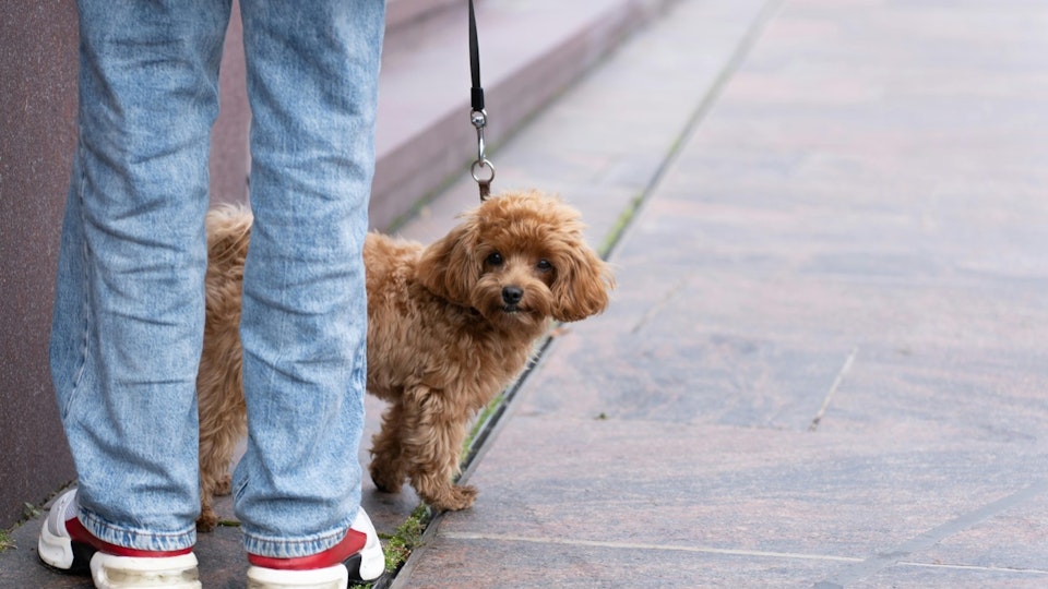【犬】初めての散歩、いつから行けばいいの?【月別やることリスト】