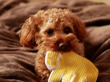 【犬図鑑】可愛すぎるトイ・プードルのアイキャッチ画像