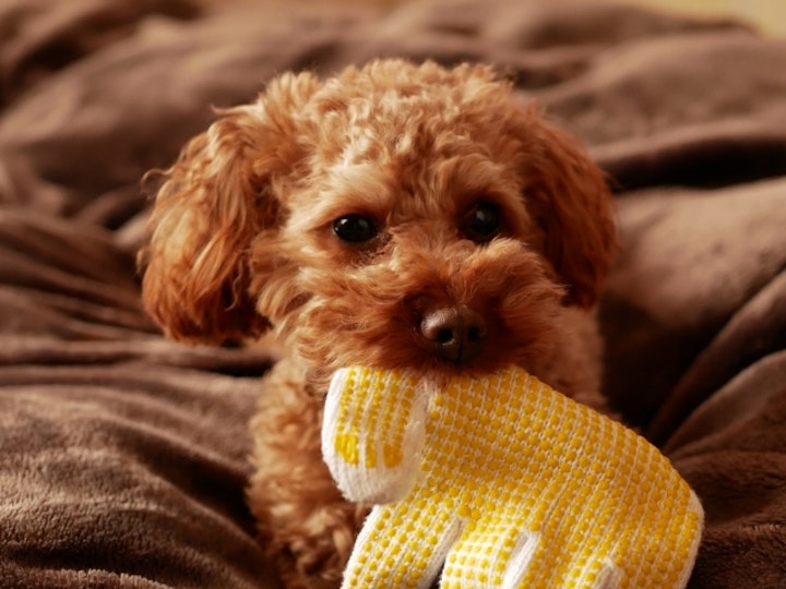 【犬図鑑】可愛すぎるトイ・プードル - CHERIEE あにまるマガジン